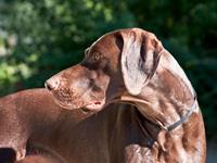 最塔罗2015年6月双子座运势