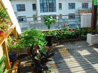 阳台养花草也有讲究