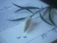 至紫微的初学者的信