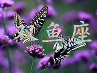 双鱼女会因为什么变成女强人