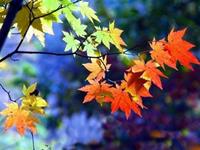 塔罗占卜你今生缺少哪一种情