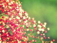 十二生肖的一月桃花运