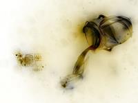 水瓶座一辈子执意追求的东西