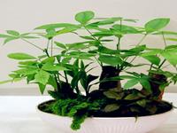 让生肖女守财又旺夫的植物