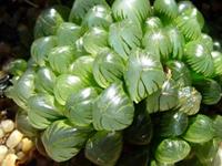 从生肖看你的旺财植物