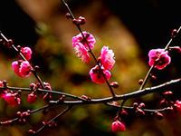 12生肖惊蛰后的宜与忌