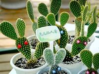 说说办公桌上的仙人掌