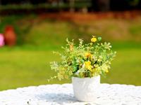 清明节，哪些星座眼泪会决堤