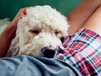 12生肖撒过最真实的谎—狗