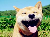 12生肖如何幽你一默