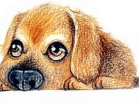 12生肖的吃醋表现—狗