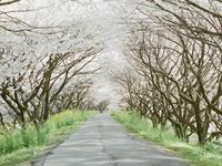 占卜四月天你该去哪旅行