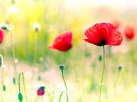 爱用苦肉计博同情的生肖女