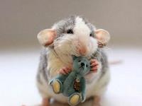 1960年属鼠的人2017年运程