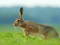 1963年属兔的人2017年运程