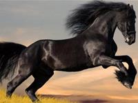 1966年属马的人2017年运程