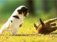 1994年属狗的人2017年运程