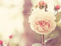 塔罗牌解牌精华与占卜原则