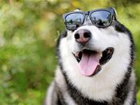 外正经内犯二的生肖们