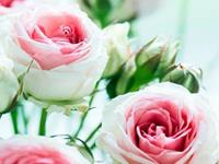 塔罗牌占卜你在上半年的健康Tips