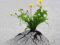 占卜你面对逆境的处理能力