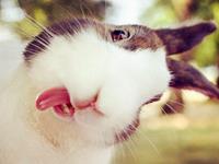 测你生气时最像哪种动物