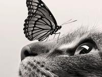 哪类宠物治愈你的心