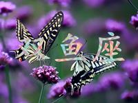 当双鱼座爱上了你