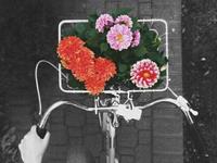 占比你是一个理想主义的人吗