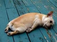 每天比狗还累的星座都是谁