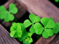 一生好运气的4大生肖