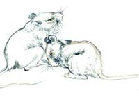 生肖鼠中秋出游最强攻略