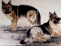 属狗2018年运势及运程 属狗人2018年本命年每月运势