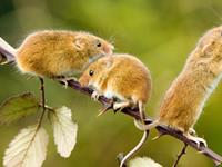 生肖鼠，你的10月职场备战