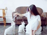 猫石对话2017年运势