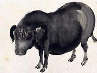 生肖猪关乎前途的建议