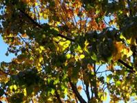 生肖狗，你的十一月职场备战