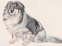 生肖狗该如何挽回破碎的爱情