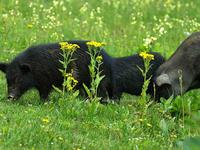 1983年属猪的人2018年运势大全及破解