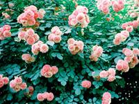 詹妮弗一周爱情运势（11.14-11.20）