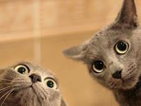 占卜有没有人在窥探你的隐私