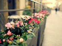 凯利2017年狮子座运势