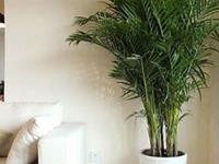 客厅植物摆放风水的禁忌