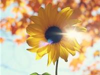 双子座靠什么说服别人