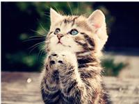 最喜欢小动物的生肖铲屎官