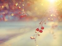 摩羯座的桃花运被什么阻碍