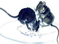 属鼠的三合生肖，属鼠的三合属相