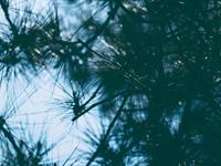 水蓝色眼泪2017年4月巨蟹座运势