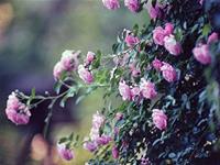 李建军一周生肖运势（4.2-4.8）