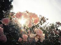 氧气占星2017年4月处女运势